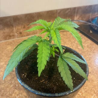 Marijuana plant in Kalispell, Montana