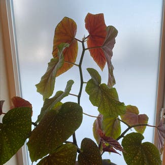 Polka Dot Begonia plant in Kalispell, Montana