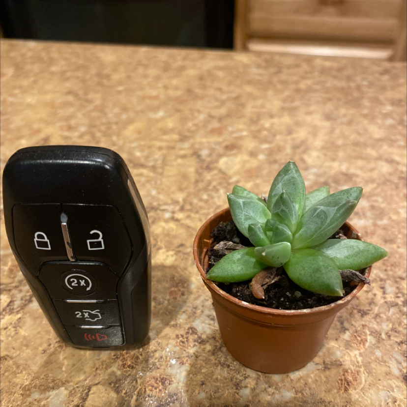 A small succulent plant in a pot next to a car key for scale.