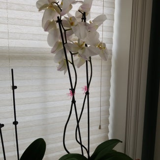 Phalaenopsis Orchid plant in Claremore, Oklahoma