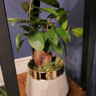 Ficus Ginseng plant in Claremore, Oklahoma