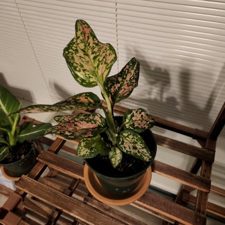 Chinese Evergreen 'Wishes' plant in Claremore, Oklahoma