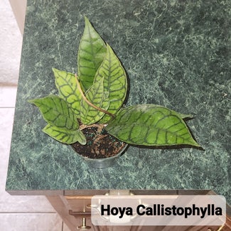 Stiff Leafed Hoya plant in Claremore, Oklahoma