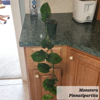 Monstera pinnatipartita plant in Claremore, Oklahoma