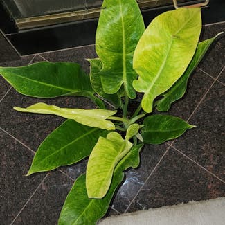 Philodendron plant in Claremore, Oklahoma