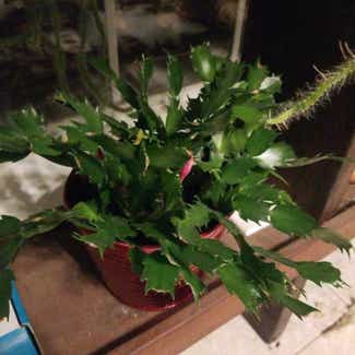 False Christmas Cactus plant in Claremore, Oklahoma