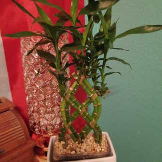 Lucky Bamboo plant in Claremore, Oklahoma