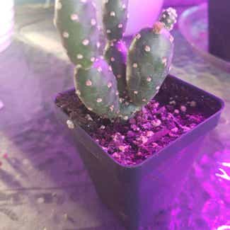 Bunny Ears Cactus plant in Claremore, Oklahoma