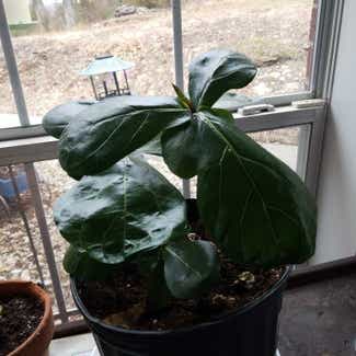 Fiddle Leaf Fig plant in Claremore, Oklahoma
