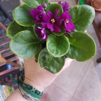 Kenyan Violet plant in Claremore, Oklahoma