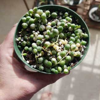Variegated String of Pearls plant in Claremore, Oklahoma