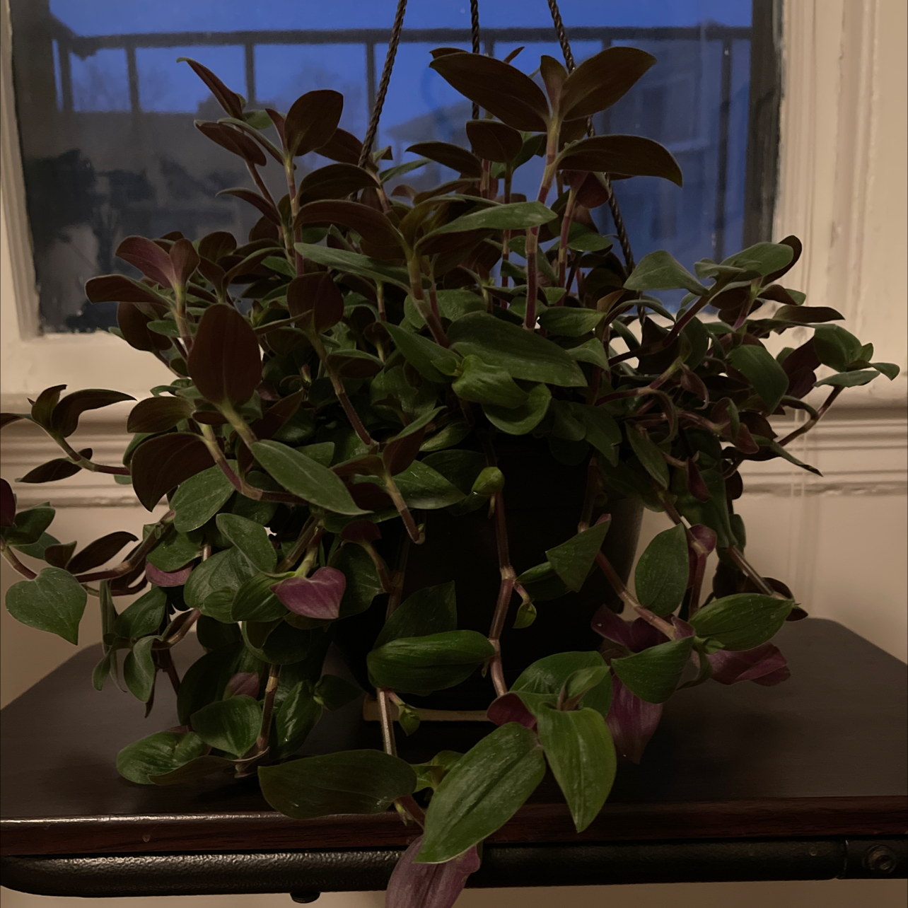 Tradescantia Zebrina plant photo by @YeahWaxivy named Tradescantia chrysophylla on Greg, the plant care app.