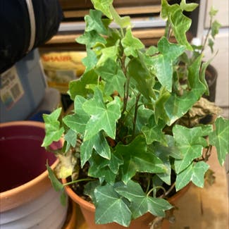 English Ivy plant in Loveland, Colorado