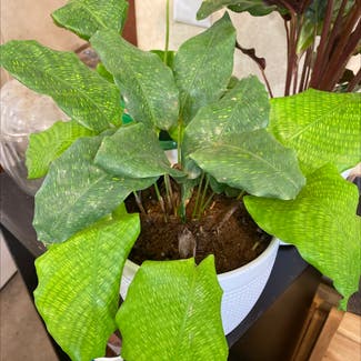 Calathea Musaica plant in Loveland, Colorado