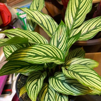 Calathea Vittata plant in Loveland, Colorado