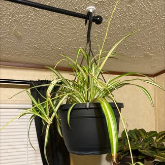 Spider Plant plant in Loveland, Colorado