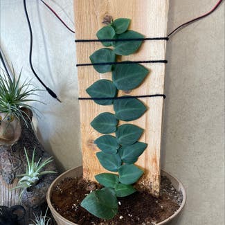 Rhaphidophora hayi plant in Loveland, Colorado
