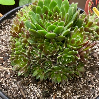Hens and Chicks plant in Loveland, Colorado