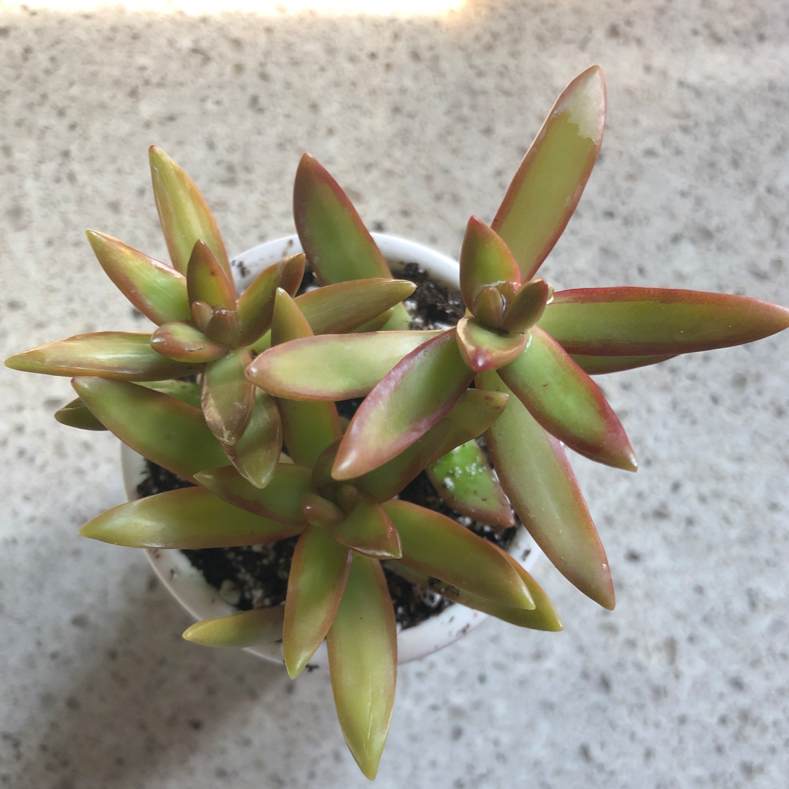 Sedum adolphi 'Golden Glow' plant in a small pot with vibrant green and reddish leaves.