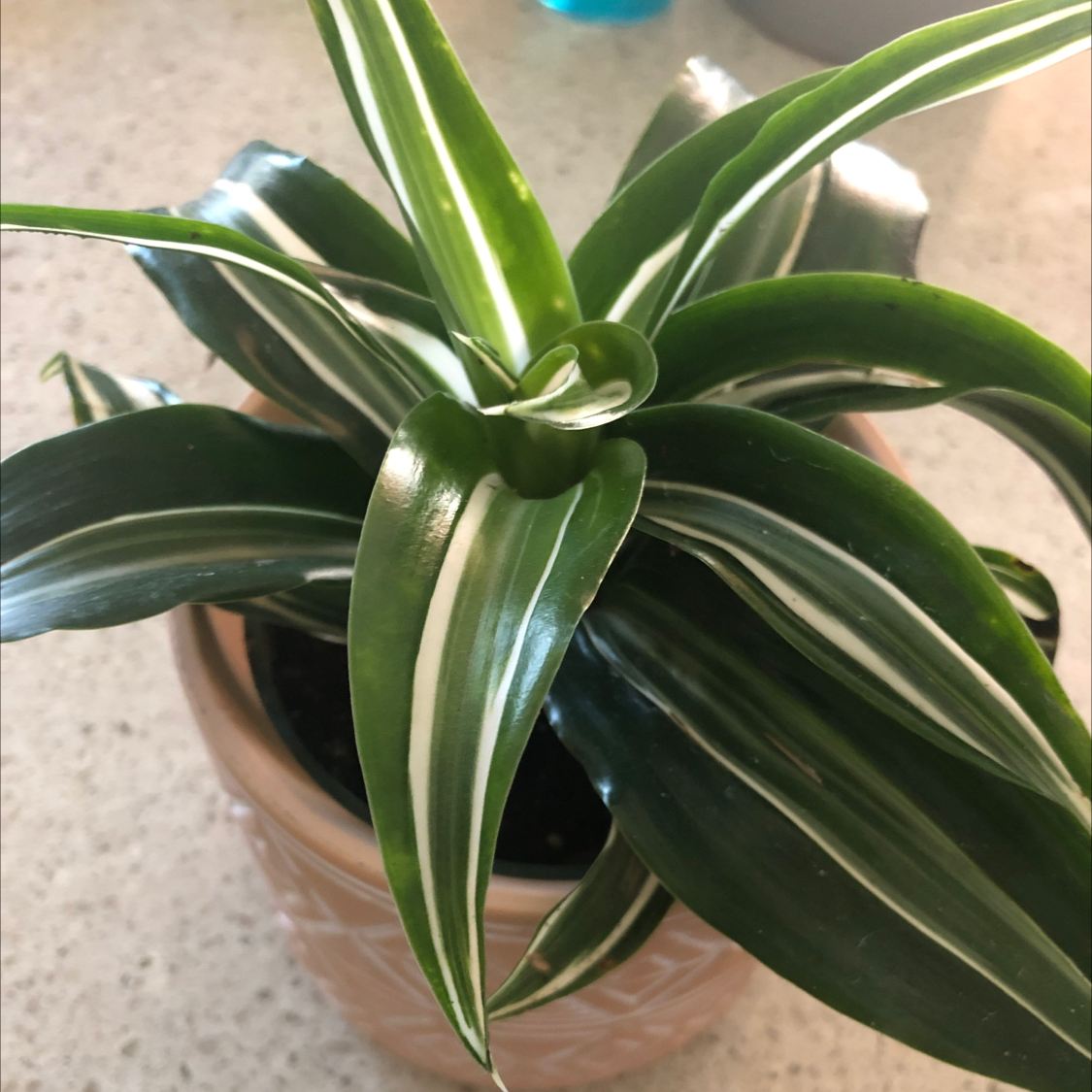 Dracaena 'Warneckii' plant in a pot with healthy green and white striped leaves.