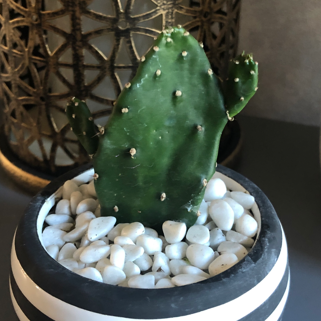 Brittle Prickly Pear cactus in a pot with white pebbles, appears healthy.