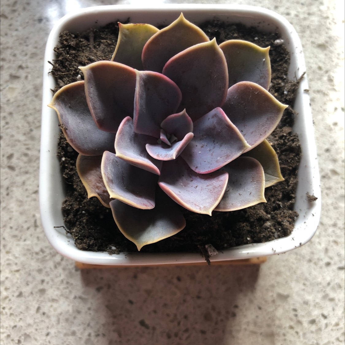 Echeveria Gibbiflora succulent in a white pot with healthy, colorful leaves.