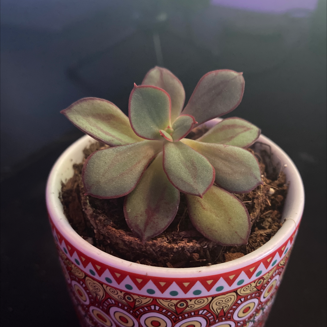 Painted Echeveria in a decorative pot with visible soil, no signs of distress.