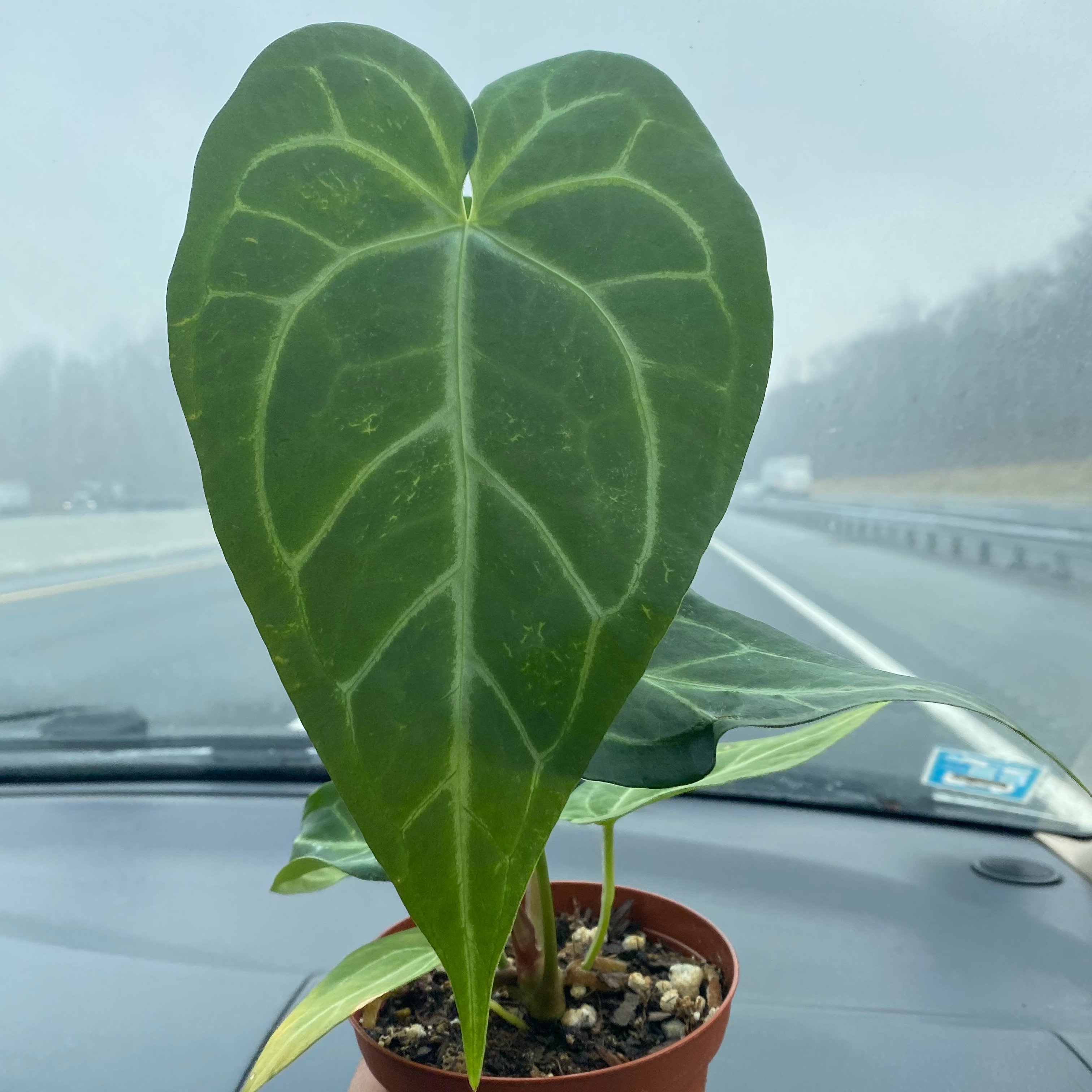 YearRound Light Requirements For My Anthurium magnificum