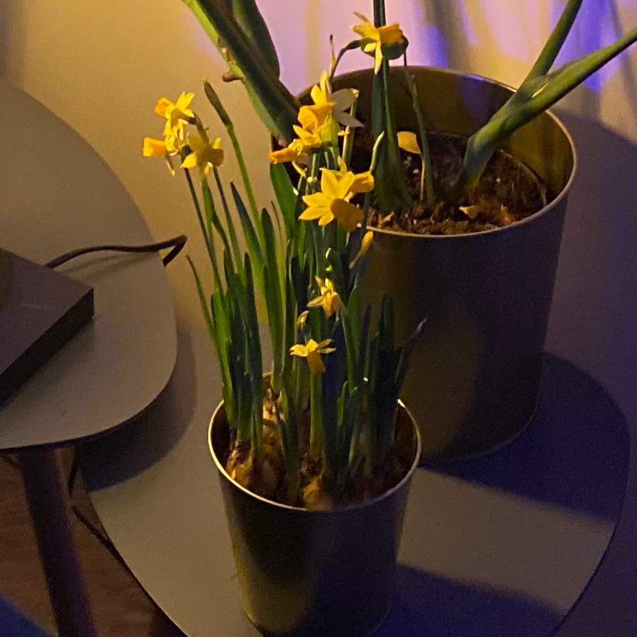 Photo of the plant species Jonquil by @BrainyPlanera named Jurgis on Greg, the plant care app