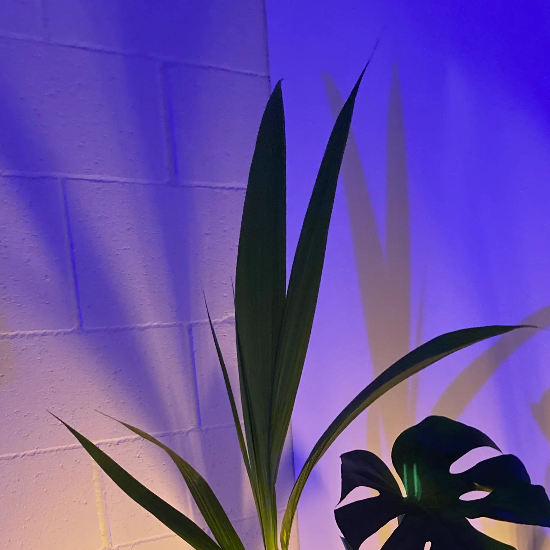 Young coconut plant with long, slender leaves against a blue-lit wall.