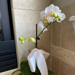 orchid vanilla plant