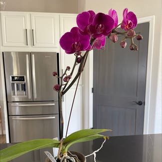 Phalaenopsis Orchid plant in Colorado Springs, Colorado
