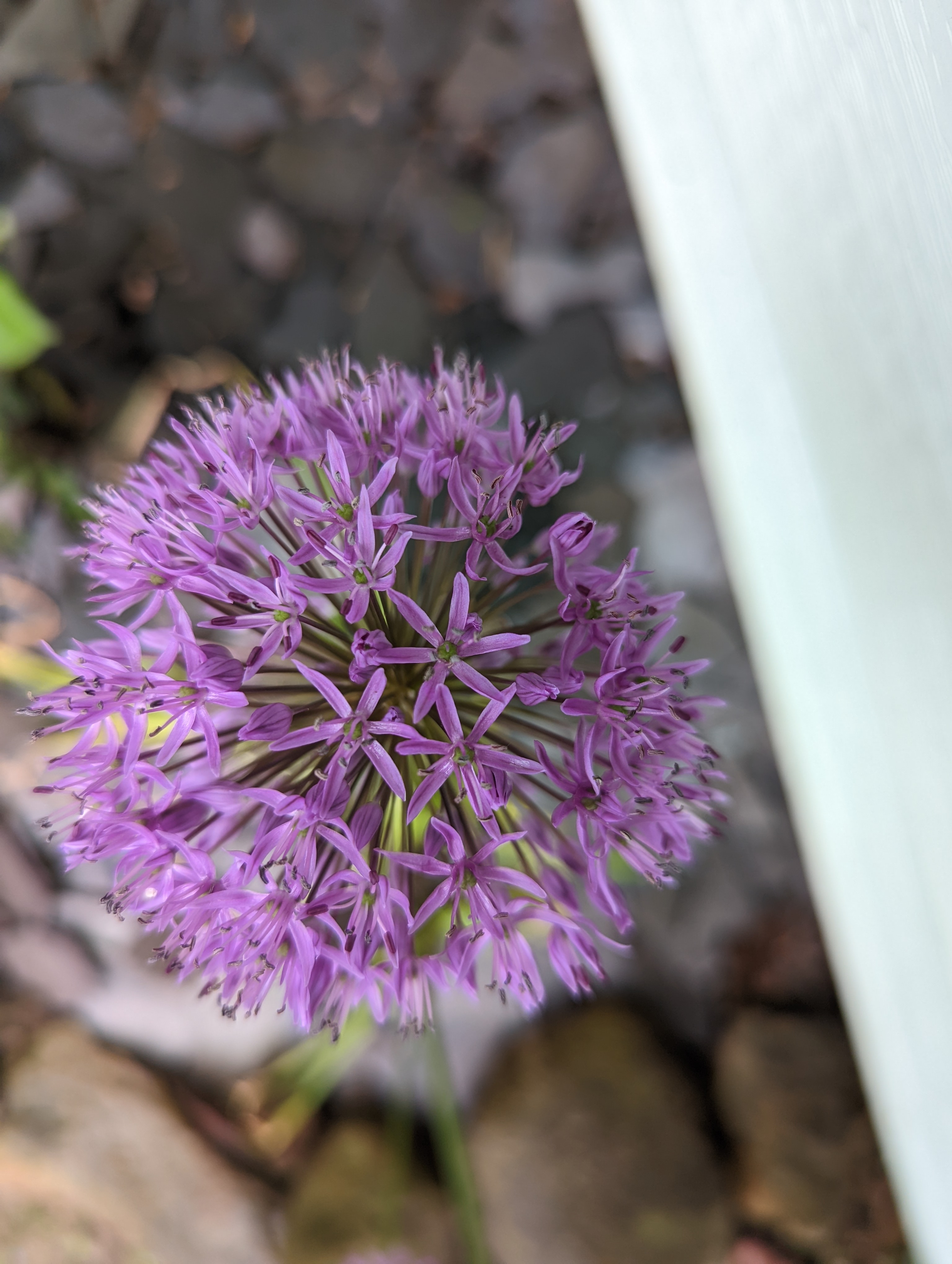 Close-up of a flowering Elephant Garlic plant with purple flowers.