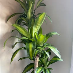 Dracaena Massangeana plant