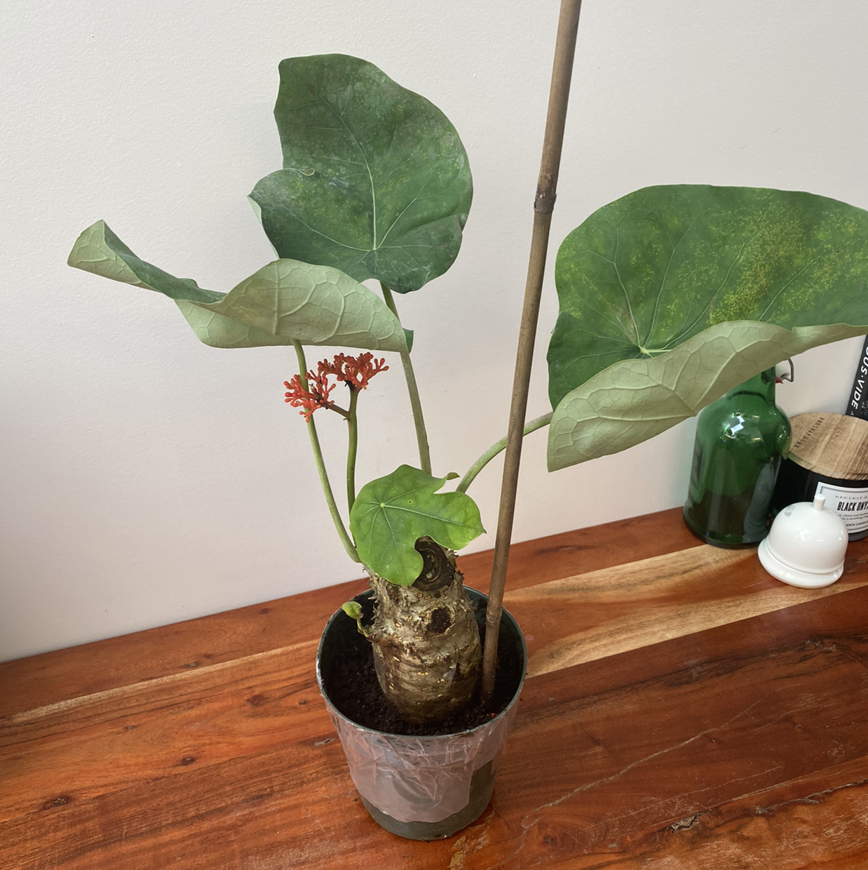 Buddha Belly Plant in a pot with large green leaves and small red flowers.
