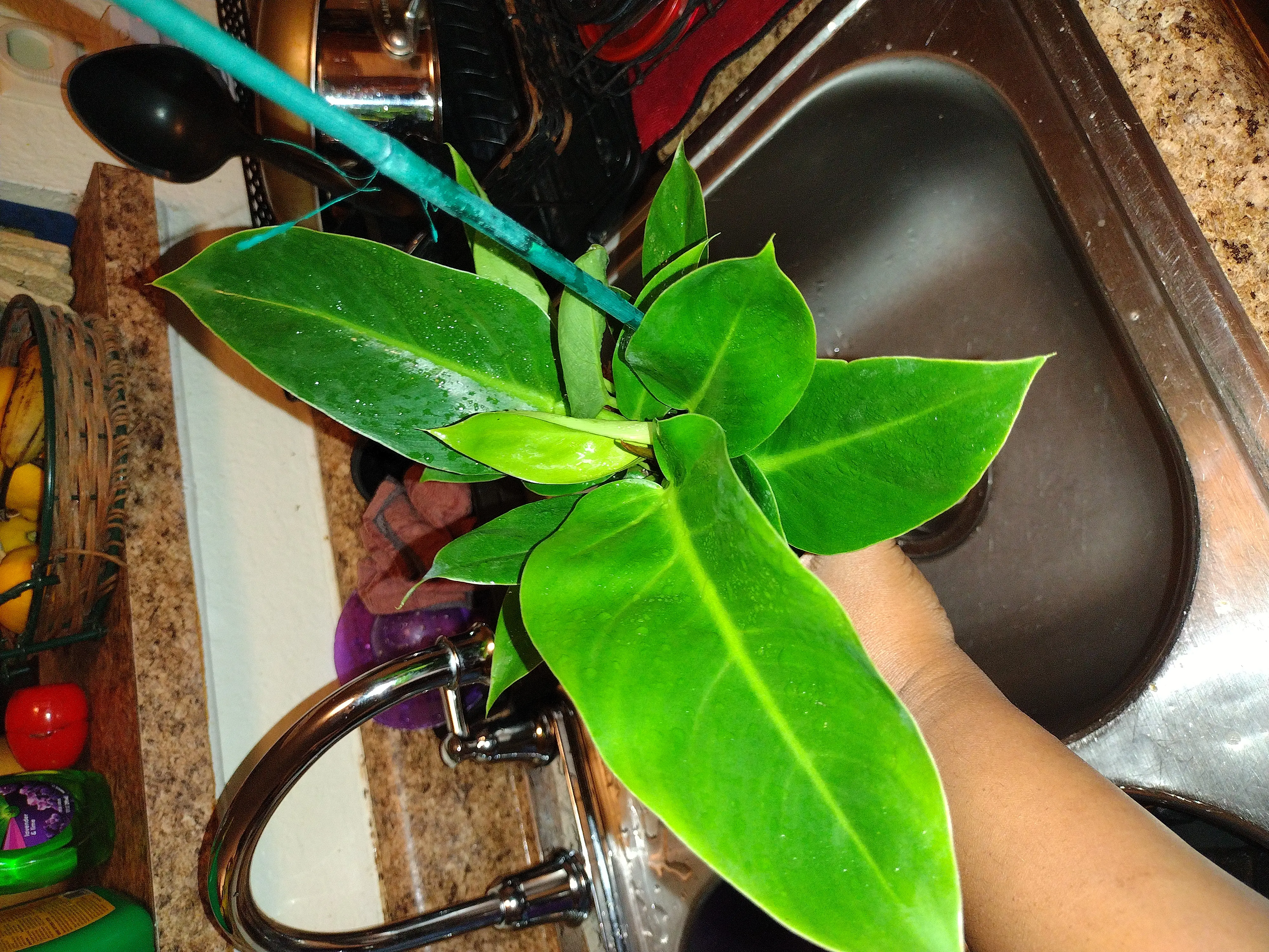 Photo of the plant species Philodendron Millions by @JustPlainDee named Milly on Greg, the plant care app