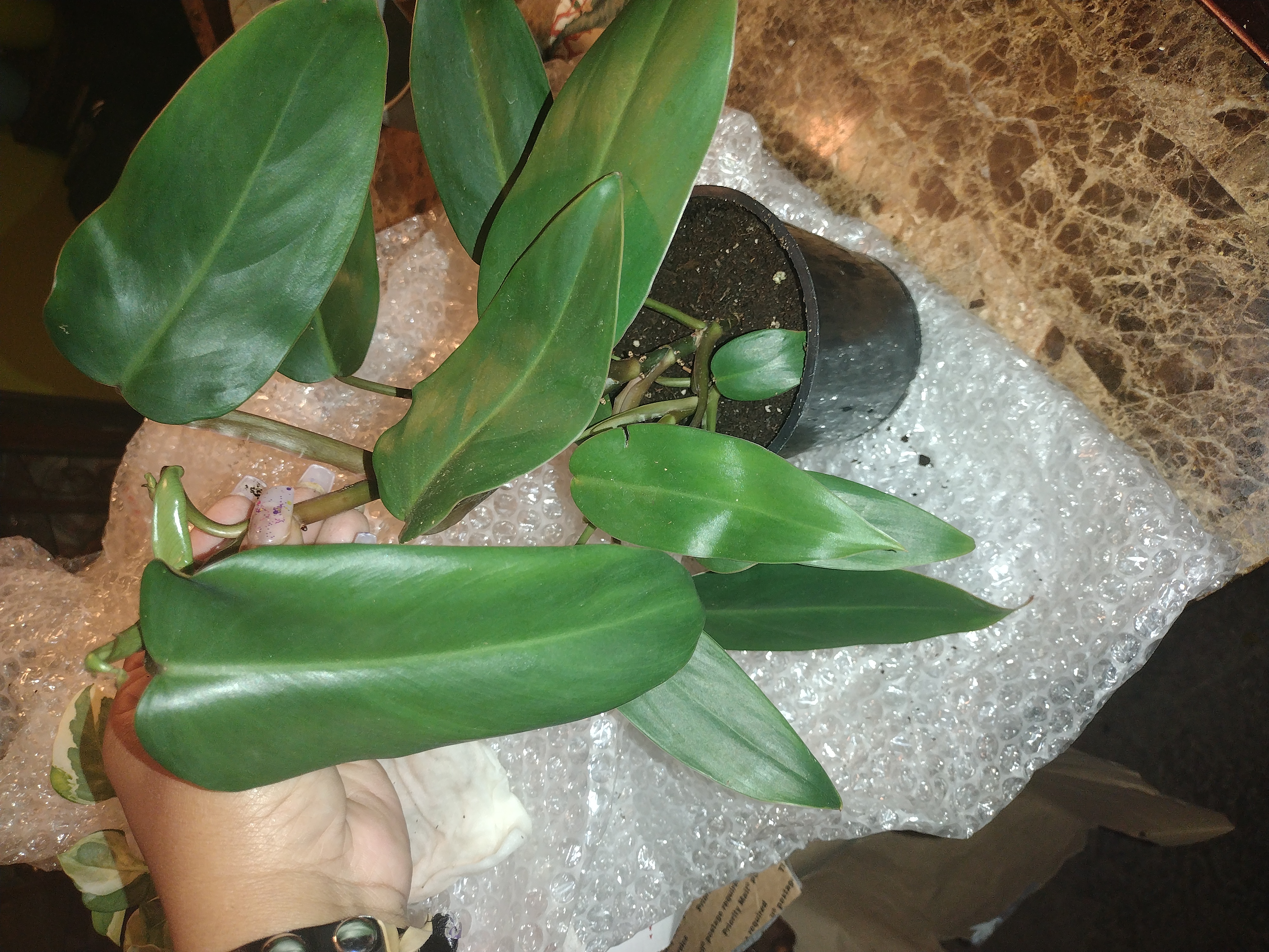 Red Emerald Philodendron plant in a black pot with healthy green leaves.