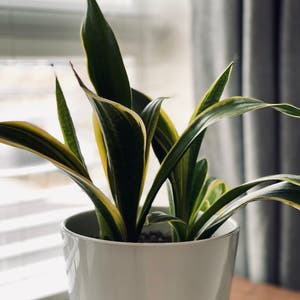 Snake Plant plant photo by Rdoactvsck named Ms. Keisha on Greg, the plant care app.