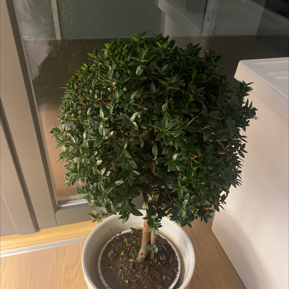 Propagating Your Common Myrtle: Step-by-Step Guide