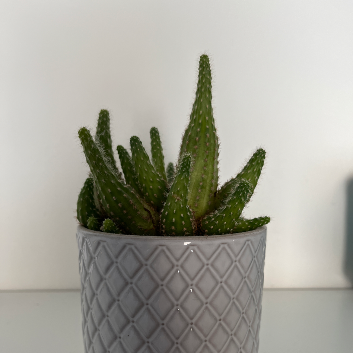 Drooping Prickly Pear plant photo by @emelia.maee named Foxy on Greg, the plant care app.