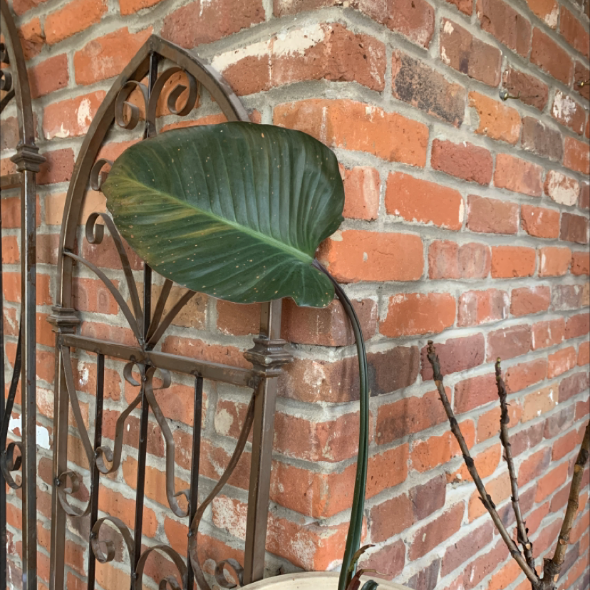Philodendron 'Imperial Red' leaf against a brick wall, mostly healthy.