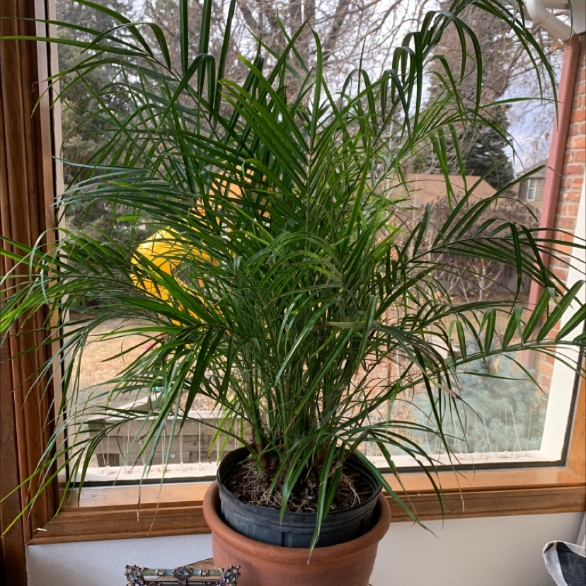 Healthy Pygmy Date Palm with lush green fronds, growing in a terracotta pot on a window sill.