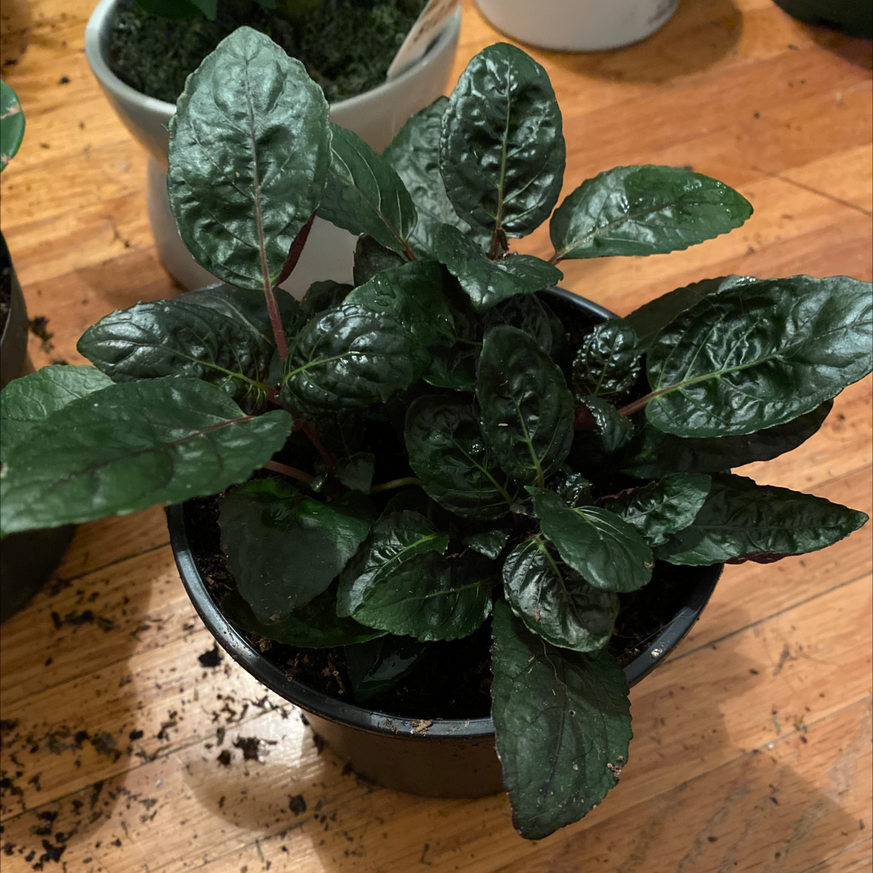 Healthy Waffle Plant in a pot with dark green, textured leaves.