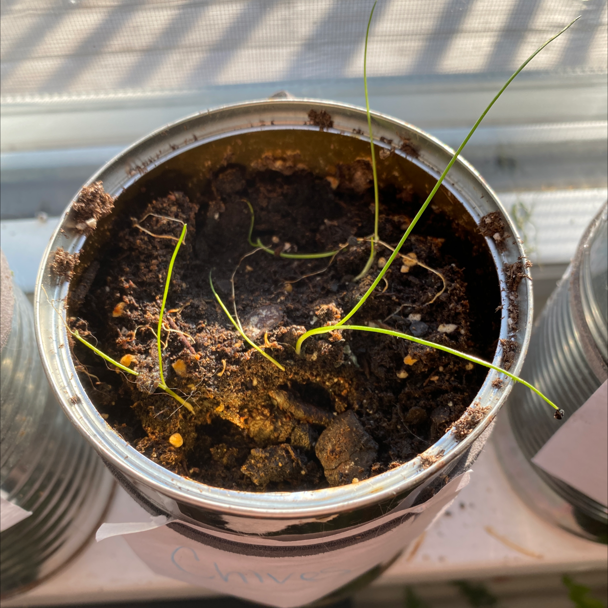 Wild Chives plant in a metal container with green shoots emerging from the soil.