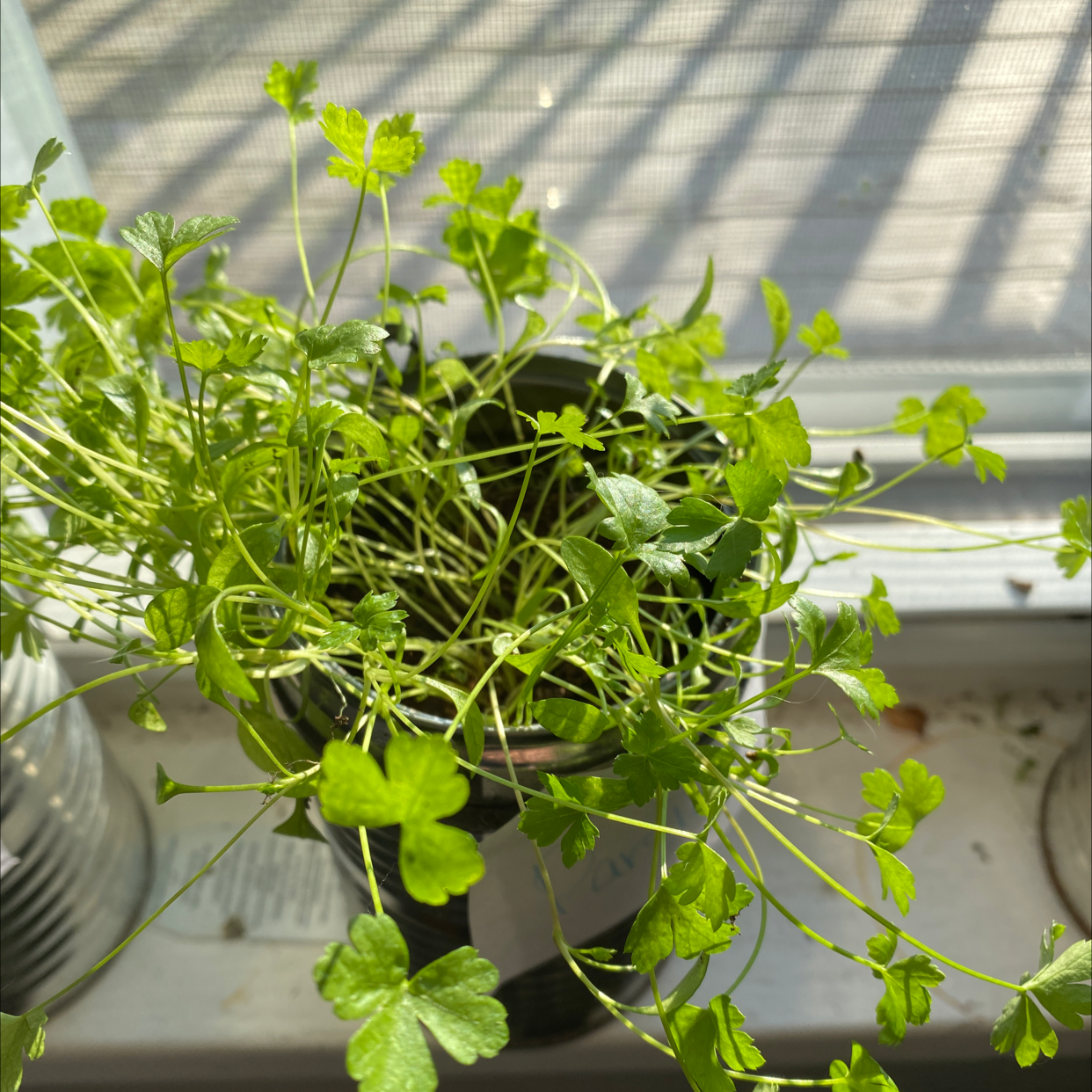 Potted Italian Parsley plant on a windowsill with vibrant green leaves.