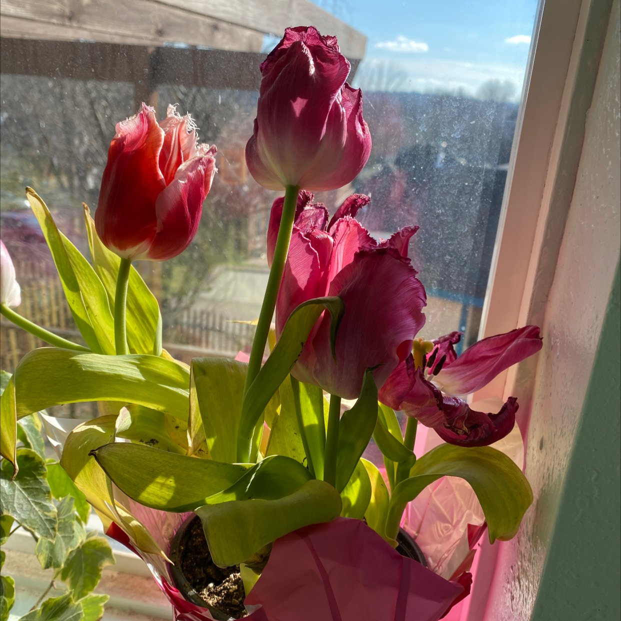 Garden Tulip with multiple flowers in bloom, some petals wilting and browning, placed near a window.