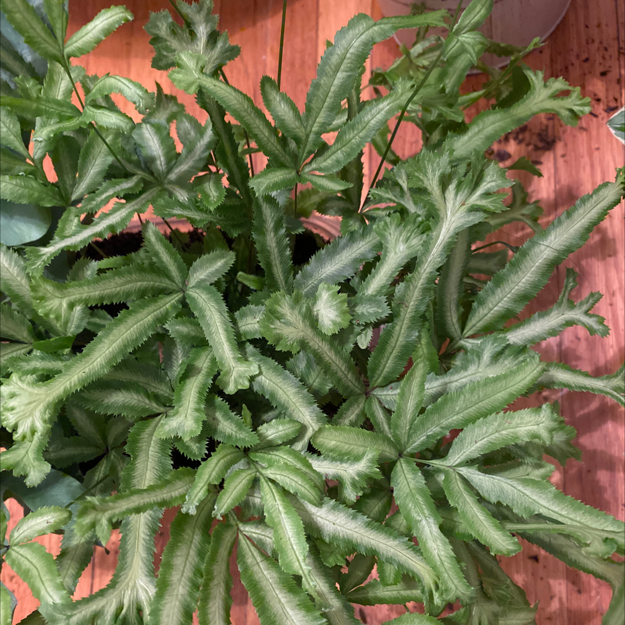 Image of a healthy Brake Fern with green fronds.