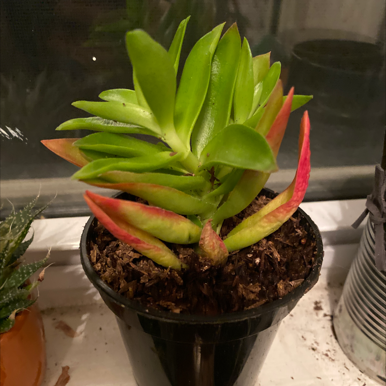 Red Pagoda plant in a black pot with green and red-edged leaves, visible soil.