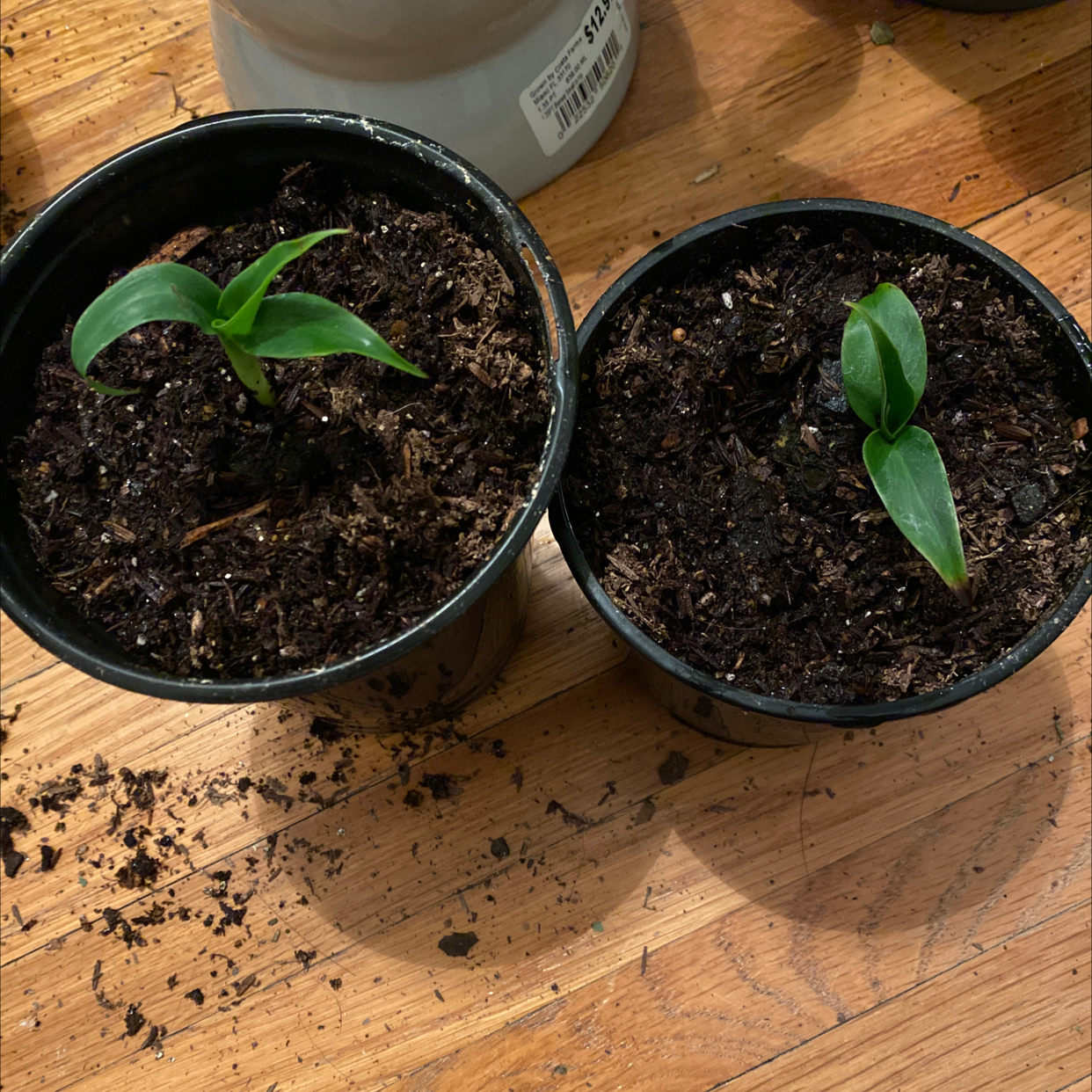 Two young Dwarf Banana plants in pots on a wooden surface.