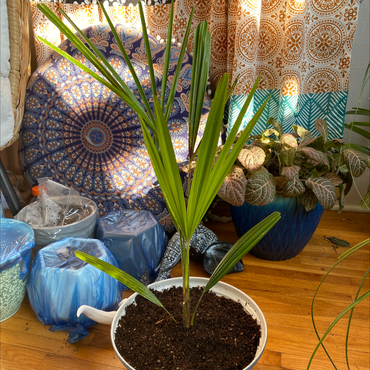 Potted Chinese Windmill Palm with vibrant green leaves, well-framed and centered.